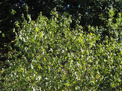 Lindera aggregata, photographed by 葉子