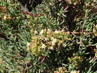 Ruschia multiflora, photographed by Shaun Swanepoel