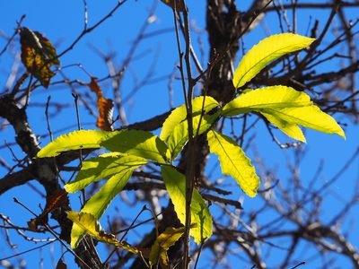 Quercus variabilis, photographed by 葉子