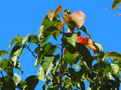 Croton tiglium, photographed by 葉子