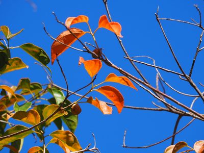 Croton tiglium
