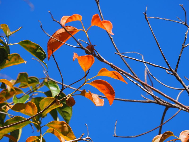 Croton tiglium, photographed by 葉子