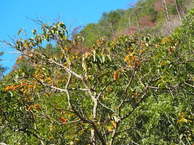 Croton tiglium, photographed by 葉子