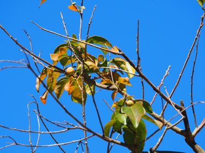 Croton tiglium, photographed by 葉子