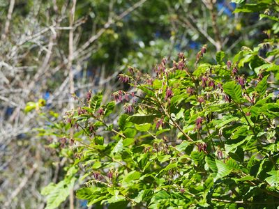 Lithocarpus konishii, photographed by 葉子