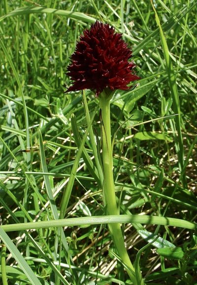 Gymnadenia gabasiana, photographed by Jean-Paul Boerekamps