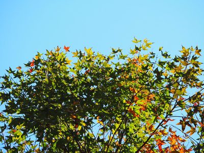 Acer serrulatum, photographed by 葉子