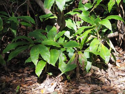 Amischotolype glabrata, photographed by 葉子