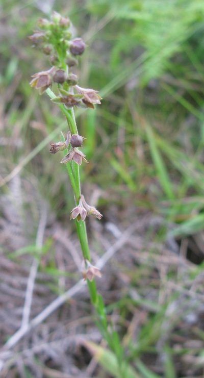 Aspidoglossum carinatum, photographed by Suvarna Parbhoo Mohan