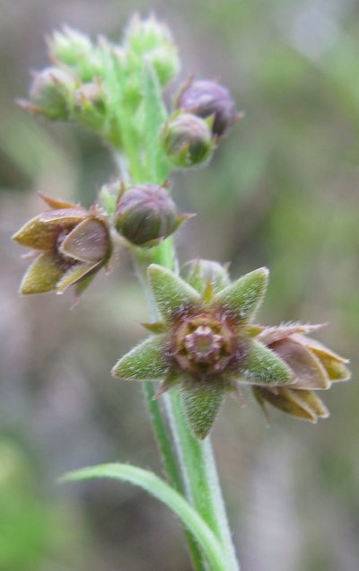 Aspidoglossum carinatum, photographed by Suvarna Parbhoo Mohan
