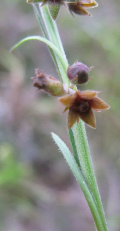 Aspidoglossum carinatum, photographed by Suvarna Parbhoo Mohan