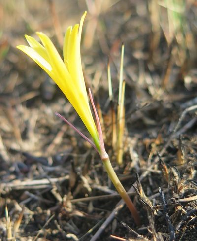 Cyrtanthus breviflorus, photographed by Suvarna Parbhoo Mohan