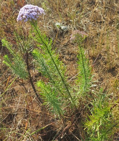 Tetraselago natalensis, photographed by Suvarna Parbhoo Mohan