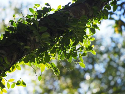 Psychotria serpens, photographed by 葉子
