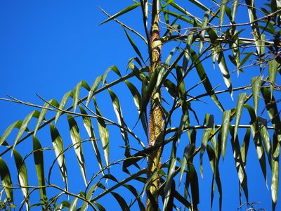 Calamus formosanus, photographed by 葉子