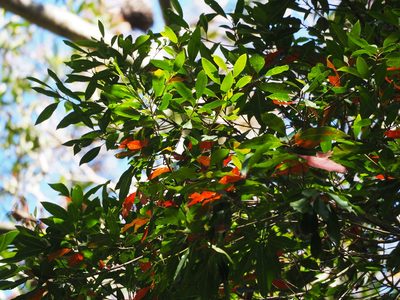 Elaeocarpus decipiens, photographed by 葉子