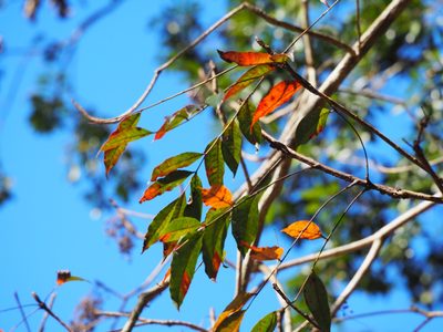 Toxicodendron succedaneum, photographed by 葉子