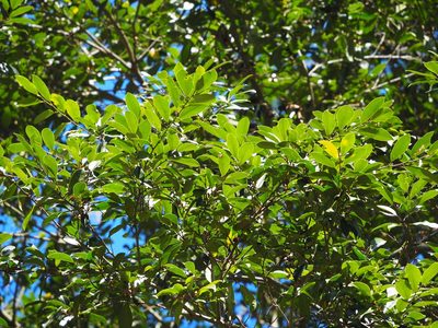 Magnolia compressa, photographed by 葉子