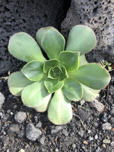 Aeonium hierrense, photographed by Codrin Bucur