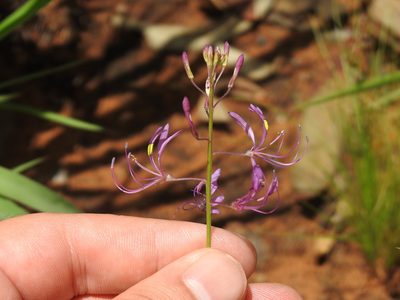 Cleome maculata, photographed by Matthew Fainman