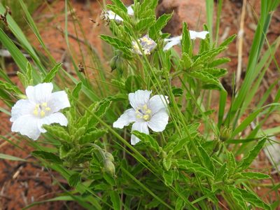 Monsonia angustifolia, photographed by Matthew Fainman