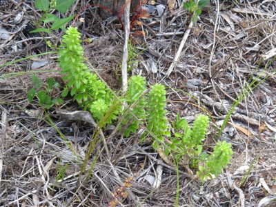 Galium tomentosum, photographed by Jeremy Gilmore
