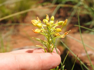 Bulbine capitata, photographed by Matthew Fainman