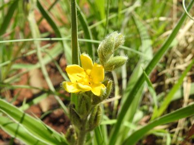 Hypoxis obtusa, photographed by Matthew Fainman