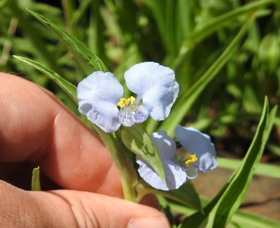 Commelina bella, photographed by Matthew Fainman