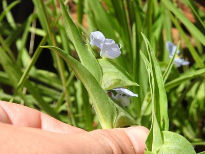 Commelina bella, photographed by Matthew Fainman