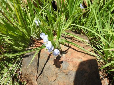 Commelina bella, photographed by Matthew Fainman