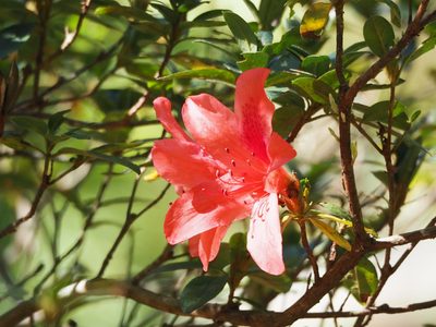 Rhododendron simsii, photographed by 葉子