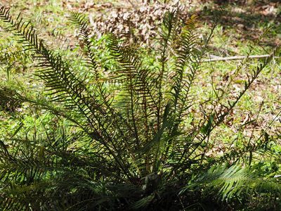 Brainea insignis, photographed by 葉子