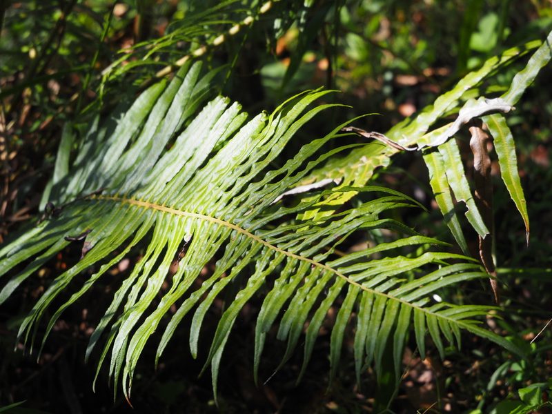 Brainea insignis, photographed by 葉子