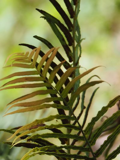 Brainea insignis, photographed by 葉子