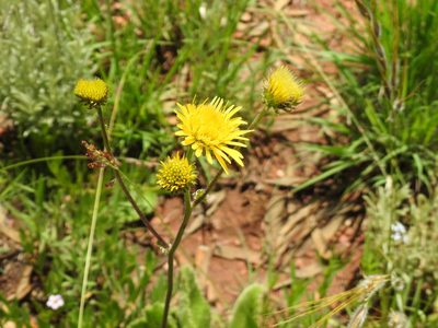Berkheya setifera, photographed by Matthew Fainman