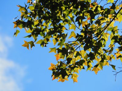 Liquidambar formosana, photographed by 葉子