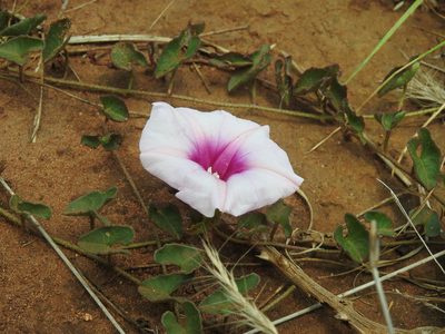 Ipomoea bathycolpos, photographed by Matthew Fainman