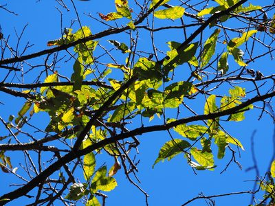 Quercus variabilis, photographed by 葉子