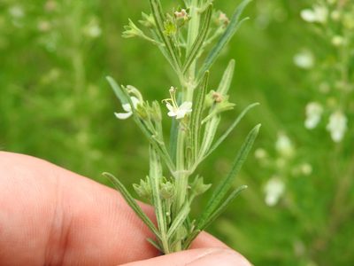 Teucrium trifidum, photographed by Matthew Fainman