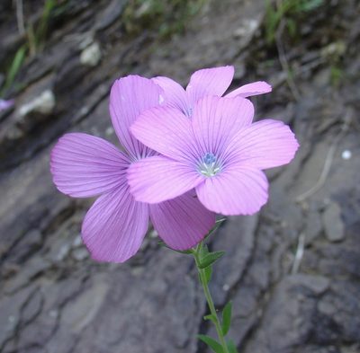 Linum viscosum, photographed by Jean-Paul Boerekamps
