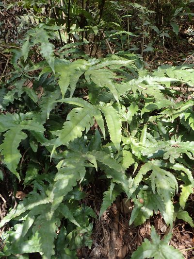 Tectaria subtriphylla, photographed by 葉子