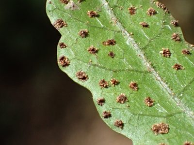 Tectaria subtriphylla, photographed by 葉子