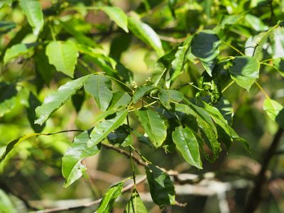Melicope pteleifolia, photographed by 葉子