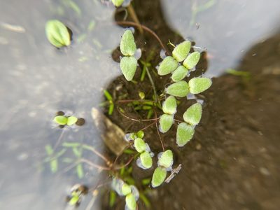 Gratiola amphiantha, photographed by Brandon Corder