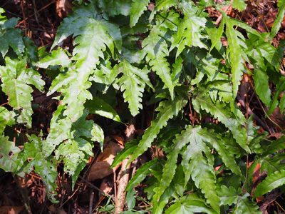 Tectaria subtriphylla, photographed by 葉子