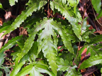 Tectaria subtriphylla, photographed by 葉子