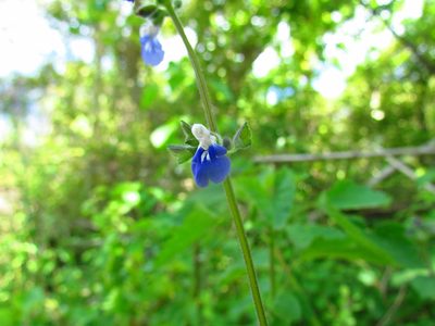 Salvia procurrens, photographed by Matias Cabezas