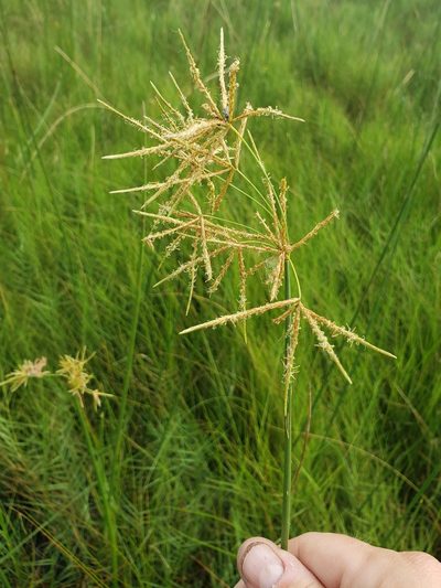 Cyperus articulatus, photographed by Jody Shugart