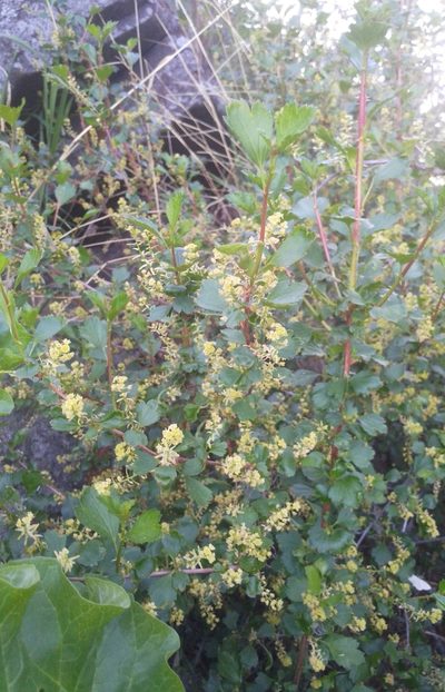 Ribes diacantha, photographed by Юлия